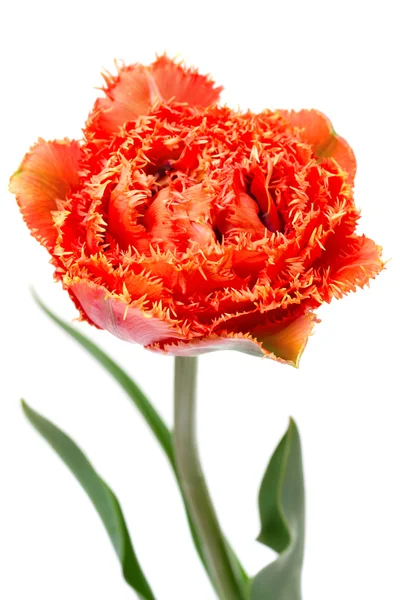 Tulipán de doble peonía con flecos escarlata aislado en blanco —  Fotos de Stock