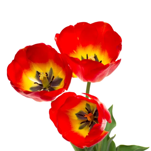 Tulipanes rojos de primavera aislados en blanco — Foto de Stock
