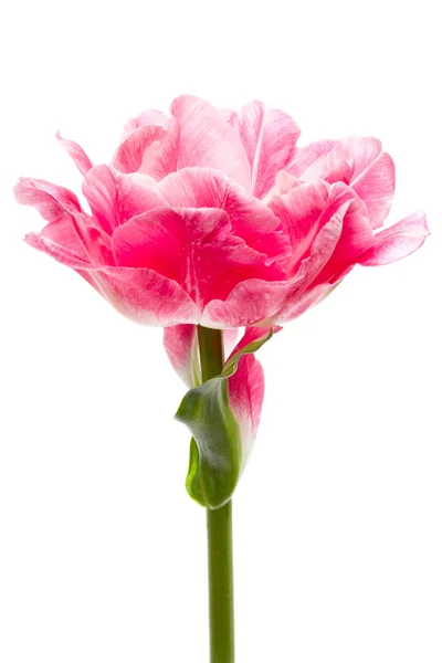 Tulipanes rosados frescos - enfoque selectivo —  Fotos de Stock