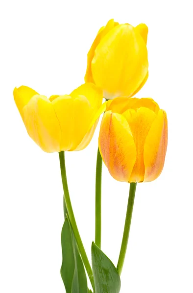 Taze Pembe Lale - seçici odak