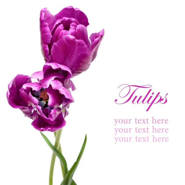 Beyaz izole güzel mor papağan laleler