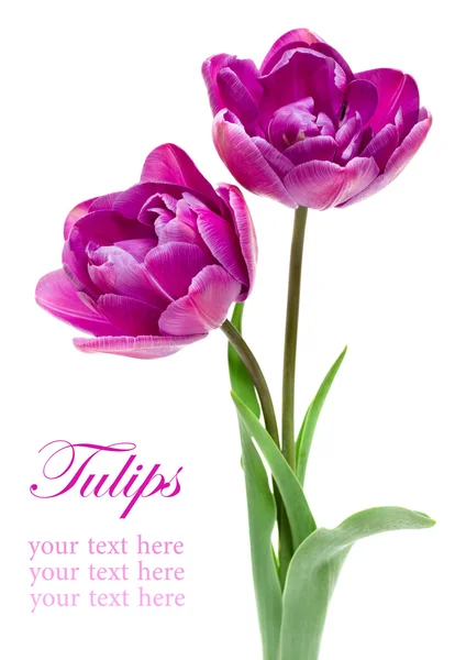 Güzel mor Çift Kişilik Şakayık beyaz izole Tulip