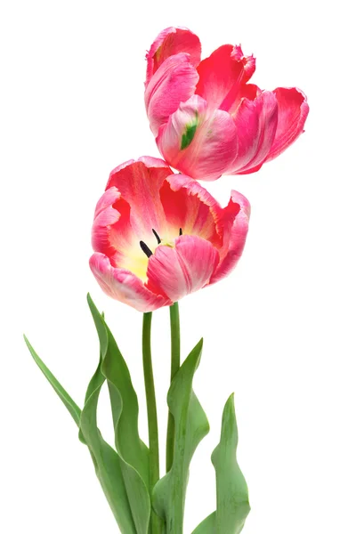Tulipanes de loro rosa aislados en blanco — Foto de Stock