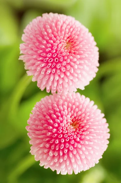 güzel marguerite yakın çekim