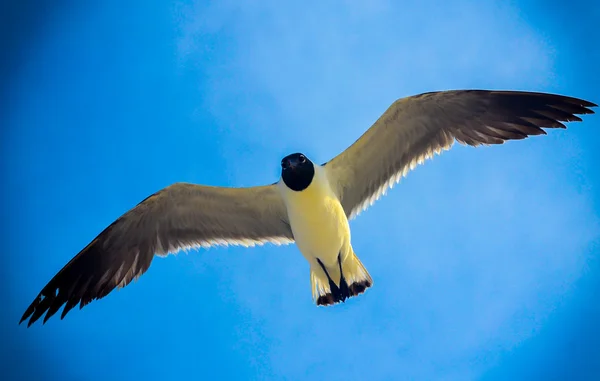 seagull flying on the coast