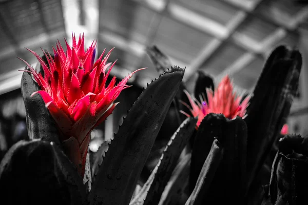 Pink prickly flower — Stock Photo, Image