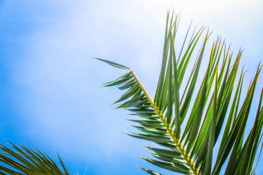 Yeşil palmiye dalı