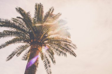 Palmiye ve güneş