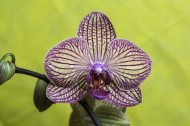 sarı arka plana sahip mor orkide