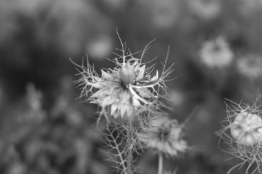 Nigella sativa çiçek bahçesinde