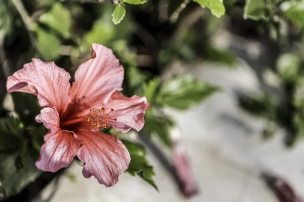 Ibiscus kırmızı mor çiçek — Stok fotoğraf