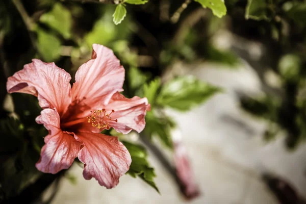 Ibiscus kırmızı mor çiçek — Stok fotoğraf