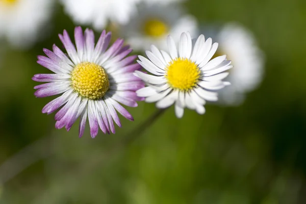 Las flores de margarita en el jardín —  Fotos de Stock