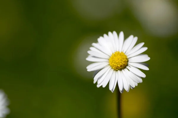 데이지 꽃 정원 — 스톡 사진