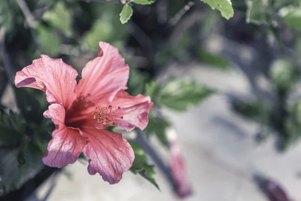 Ibiscus kırmızı bir bahçe — Stok fotoğraf