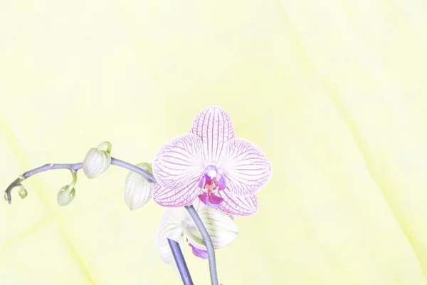 Orquídea roxa com fundo amarelo — Fotografia de Stock