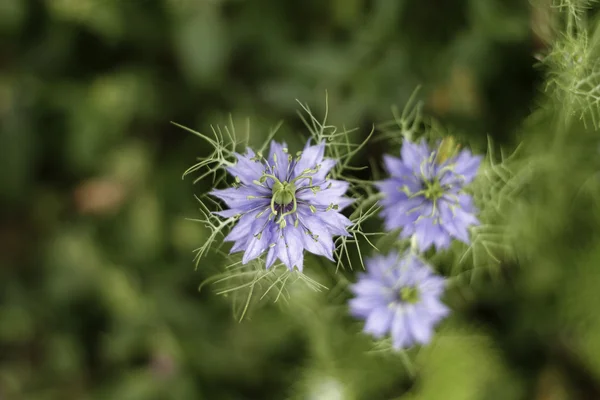 Nigella sativa λουλούδι στον κήπο — Φωτογραφία Αρχείου