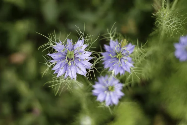 Nigella sativa λουλούδι στον κήπο — Φωτογραφία Αρχείου