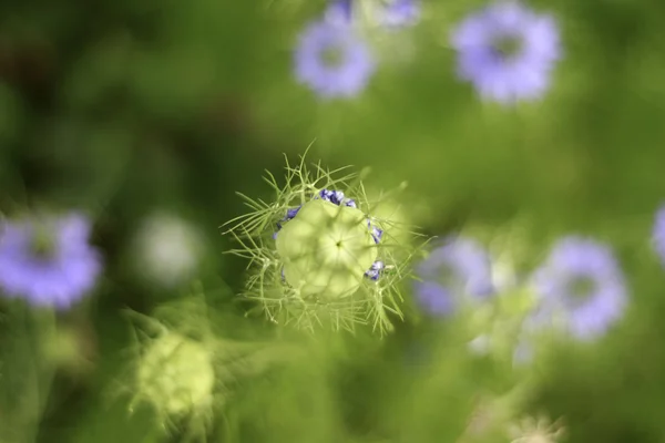 Nigella sativa bloem in tuin — Stockfoto