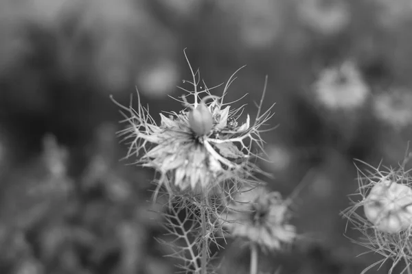 Nigella sativa çiçek bahçesinde — Stok fotoğraf