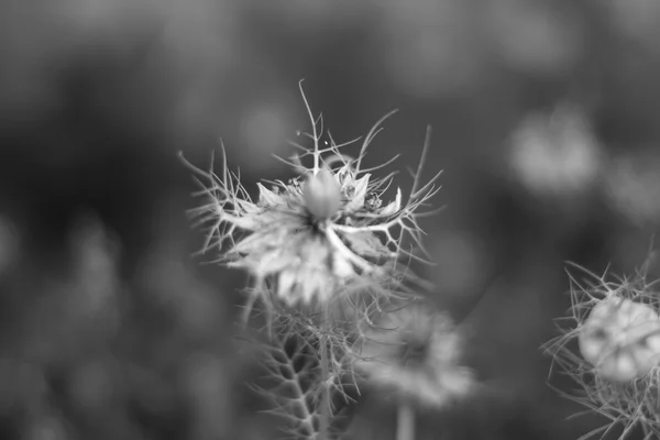 Nigella sativa λουλούδι στον κήπο — Φωτογραφία Αρχείου