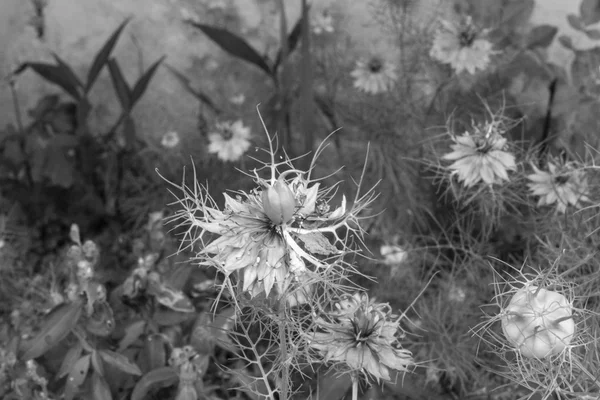 ニゲラ サティバ花の庭 — ストック写真