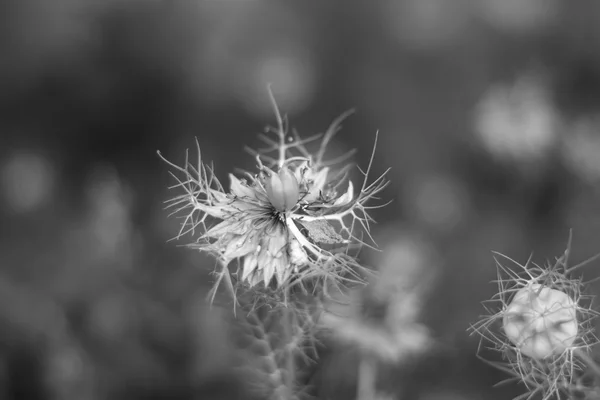 Nigella sativa květiny v zahradě — Stock fotografie