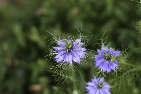 Nigella sativa λουλούδι στον κήπο — Φωτογραφία Αρχείου