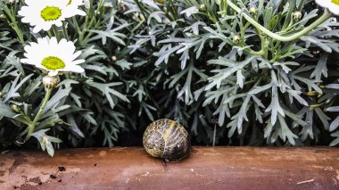 Salyangoz çiçekler ile ahşap üzerine