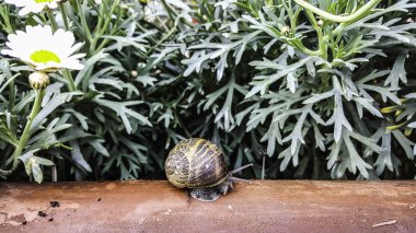 Salyangoz çiçekler ile ahşap üzerine