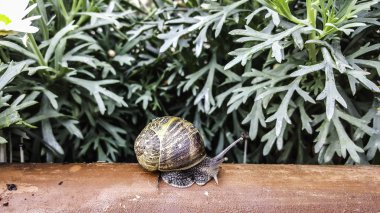 Salyangoz çiçekler ile ahşap üzerine