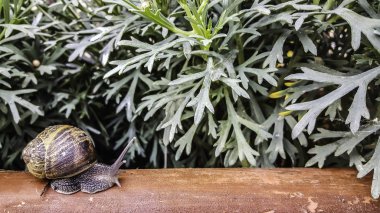 Salyangoz çiçekler ile ahşap üzerine