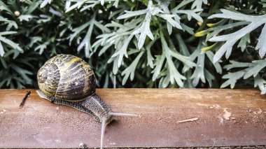 Salyangoz çiçekler ile ahşap üzerine