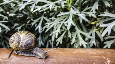 Salyangoz çiçekler ile ahşap üzerine