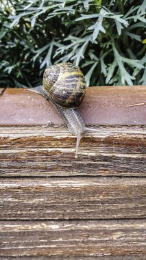 Salyangoz çiçekler ile ahşap üzerine