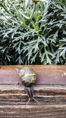 Salyangoz çiçekler ile ahşap üzerine