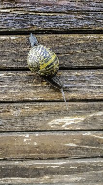 Salyangoz çiçekler ile ahşap üzerine