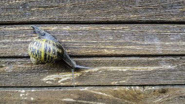 Salyangoz çiçekler ile ahşap üzerine