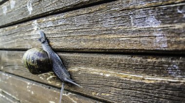 Salyangoz çiçekler ile ahşap üzerine