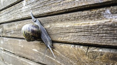 Salyangoz çiçekler ile ahşap üzerine