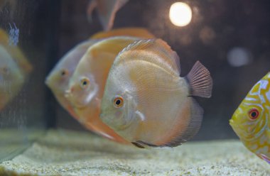 Sarı kırmızı benekli disk balığı. Yüksek kalite fotoğraf