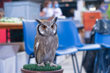 Kaya üzerinde turuncu gözlü kartal baykuş. Yüksek kalite fotoğraf