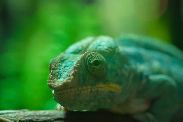 Gros Plan Caméléon Vert Terrarium Sur Branche Photo Haute Qualité — Photo