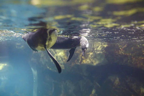 Spheniscus Magellanicus Schwimmt Magellanpinguin Großem Aquarienbecken Hochwertiges Foto — Stockfoto