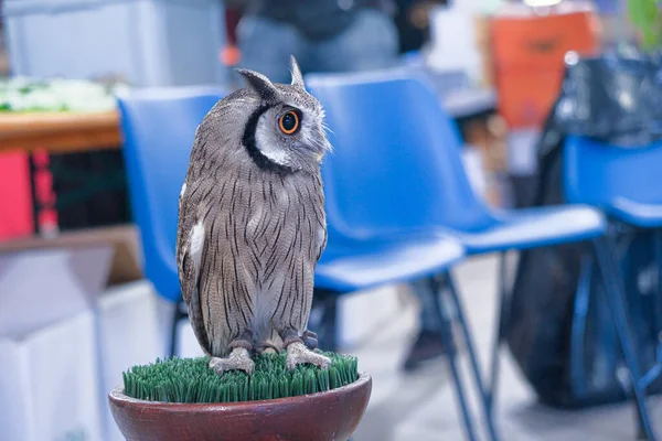 Uhu Mit Orangefarbenen Augen Auf Sockel Hochwertiges Foto — Stockfoto