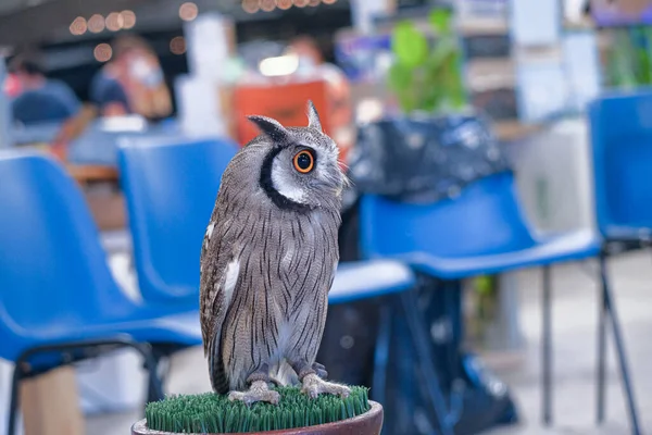eagle owl with orange eyes on pedestal. High quality photo