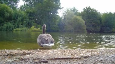 Londra 'daki Hyde Park' ın güvercinleri ve ördekleri kıyıda. Yüksek kalite 4k görüntü