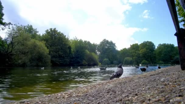 Hyde Park Londýnských Kachnách Holubech Břehu Vysoce Kvalitní Záběry — Stock video