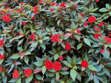 Halk bahçesinde kırmızı çiçek çalısı. Yüksek kalite fotoğraf