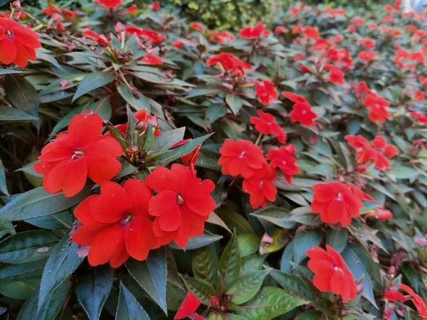 Vörös Virágok Bokra Nyilvános Kertben Kiváló Minőségű Fénykép — Stock Fotó